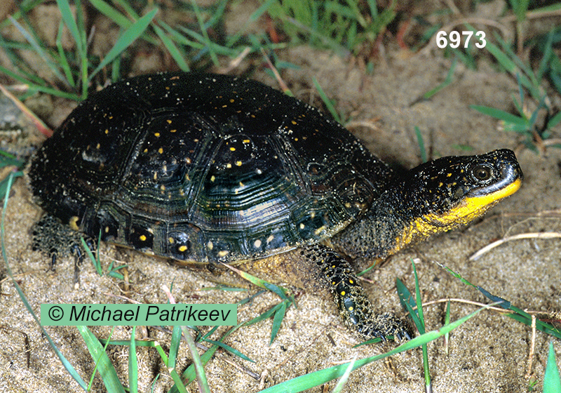 Blanding's Turtle (Emydoidea blandingii)